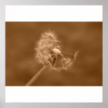 Sepia-Löwenzahn-Plakat/Druck