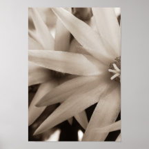 Sepia-Stern-Blumen-Leinwand Posterdrucke