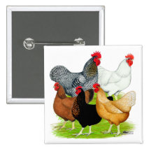 Sex-verbundenes Huhn-Quintett Buttons