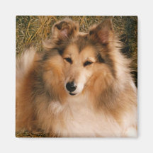 Sheltie Kühlschrankmagnete