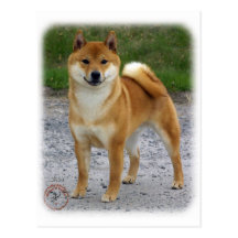 Shiba Inu Postkarten