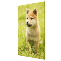Shiba-Ken Welpe Leinwand Drucke