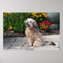 Shihpoo Maggie 2 Plakatdruck