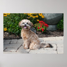 Shihpoo Maggie 3 Plakat