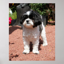 Shihpoo Mia 2 Plakate