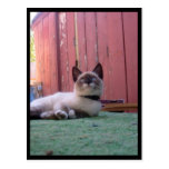 Shiva der Snowshoe Postkarte