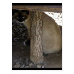 Shiva der Snowshoe Postkarten