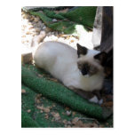 Shiva der Snowshoe Postkarten