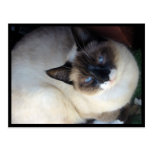 Shiva der Snowshoe Postkarten