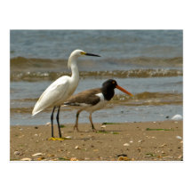 Shorebird-Postkarte