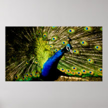 Showoff Poster