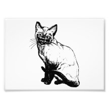 Siamesische Katze Photodrucke