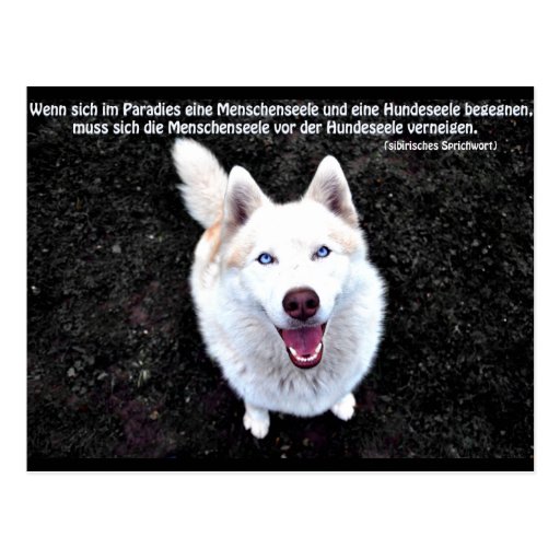 Siberian Husky Spruch Postkarte Zazzle