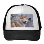 Sibirischer Husky Truckerkappen