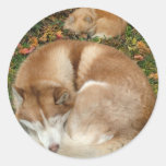 Sibirischer Schlittenhund-u. Deutscher Klein Spitz Runde Aufkleber