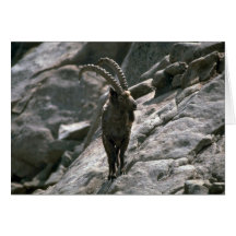 Sibirischer Steinbock Grußkarte