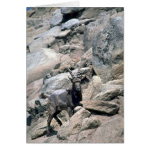 Sibirischer Steinbock Karten