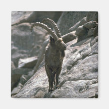 Sibirischer Steinbock Kühlschrankmagnet