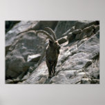 Sibirischer Steinbock Posterdrucke