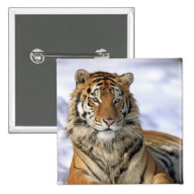 Sibirischer Tiger, der Pantheratigris altaica, Asi Anstecknadelbutton