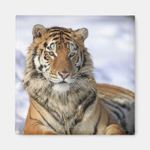 Sibirischer Tiger, der Pantheratigris altaica, Asi Magnets