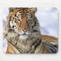 Sibirischer Tiger, der Pantheratigris altaica, Asi Mauspad