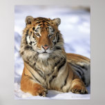 Sibirischer Tiger, der Pantheratigris altaica, Asi Plakate