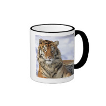 Sibirischer Tiger, der Pantheratigris altaica, Asi Teetasse