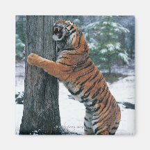 Sibirischer Tiger (der Pantheratigris altaica) Kühlschrankmagnete