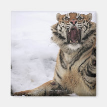 Sibirischer Tiger (der Pantheratigris altaica) Kühlschrankmagnete