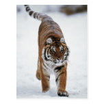 Sibirischer Tiger im Schnee Postkarte