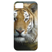 Sibirischer Tiger im Wasser iPhone 5 Case