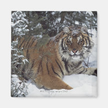 Sibirischer Tiger (Panthera der Tigris Altaica) Kühlschrankmagnet