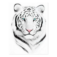 Sibirischer weißer Tiger Postkarte
