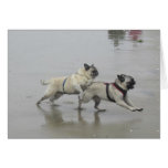 SID reichlich und Hemi am Hundestrand, San Diego Karte