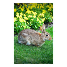 Silly Rabbit Stationery Design