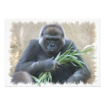 Silverback-Gorilla-Einladung