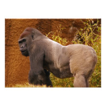Silverback-Gorilla-Foto-Einladung