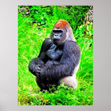 Silverback-Gorilla-Foto-Malerei Posterdrucke