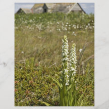 Simeonof Insel weiße Sumpf-Orchidee Flyerbedruckung