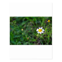 Simple Flower Postkarte