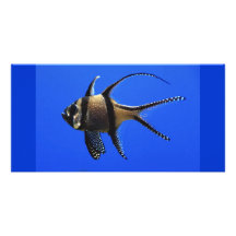 Single-Fisch-inaquarium Photokarten