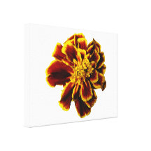 Single-französische Ringelblume Galerie Gefaltete Leinwand