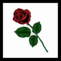 Single-Rosen-Plakat poster