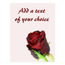 Single-Rote Rose auf einem hellrosa Hintergrund Postkarte