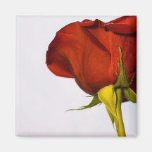 Single-Rote Rose Magnete