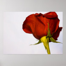 Single-Rote Rose Posterdrucke