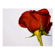 Single-Rote Rose Postkarte