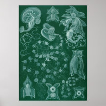 Siphonophorae Poster