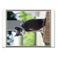 Sittin hübsch fotodruck